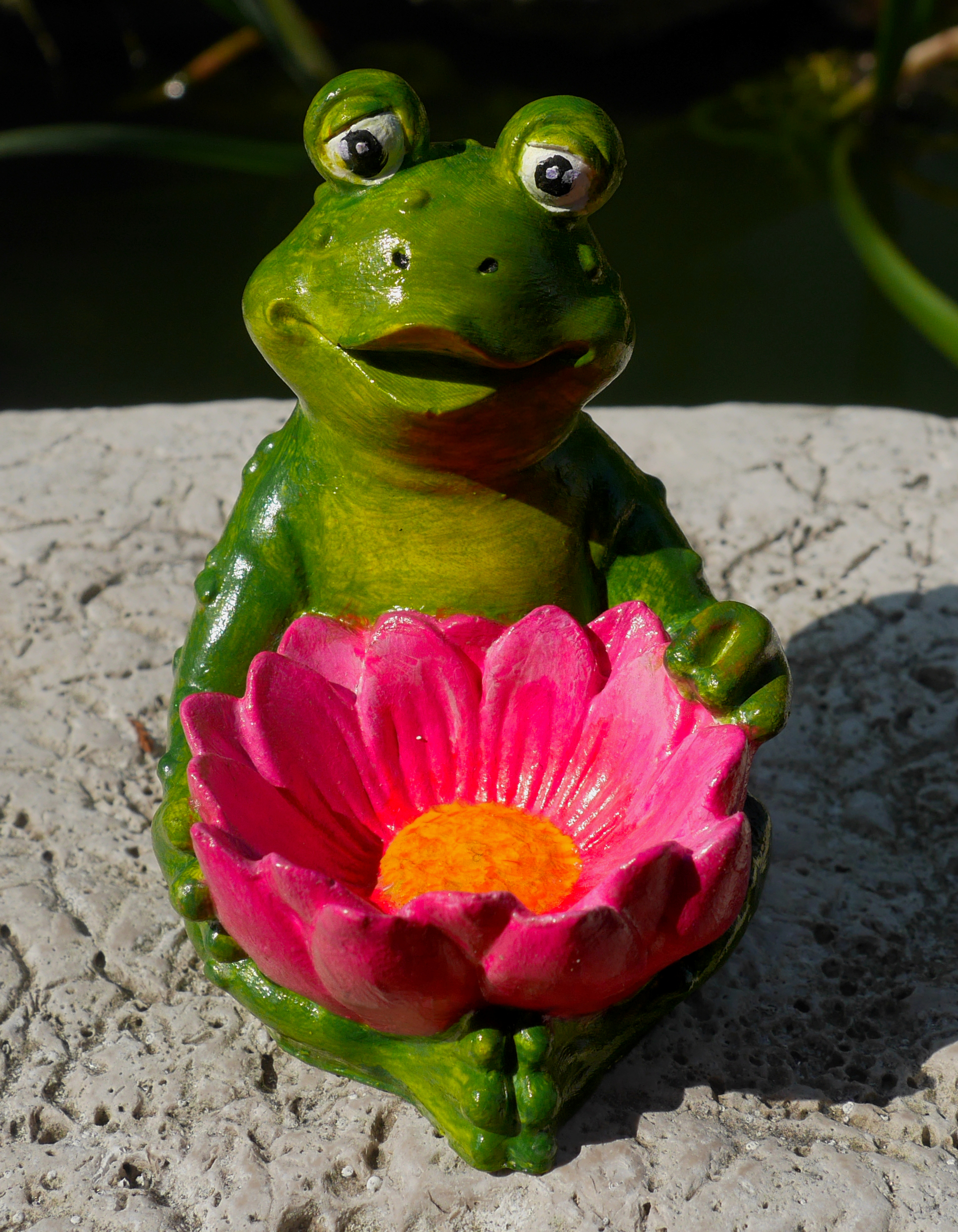 Žabák s růžovým květem